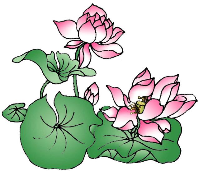 Dibujo flor de loto - Imagui